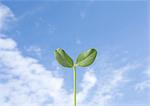 Cotyledon and blue sky