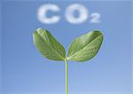 Cotyledon and cloud