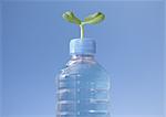 Cotylédon et bouteille en plastique