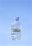 Plante en pot dans une bouteille en plastique