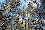 Karris dans le Parc National de Gloucester, Pemberton, Australie-occidentale, Australie