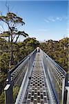 Homme qui marche sur Treetop Walk dans la vallée des géants, Walpole, Australie-occidentale, Australie