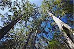 Tingle arbres dans la vallée des géants, Walpole, Australie-occidentale, Australie