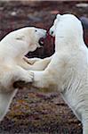 Churchill, Manitoba, Canada. Male polar bears fighting on tundra, photographed in late October.