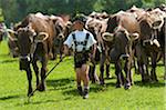 Almabtrieb, ceremonial driving down of cattle from the mountain pastures into the valley in autumn, Bad Hindelang, Allgaeu, Bavaria, Germany