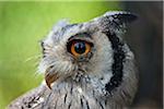 A portrait of a White-faced Scops-Owl, a species of small owl with ear tufts that are raised when the bird is disturbed. Nairobi, Kenya