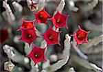Caralluma socotrana, a beautiful succulent plant found only in Kenyas Magadi region and the island of Socotra in Yemen.