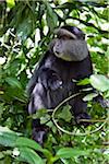 A blue monkey in the Kakamega Forest.