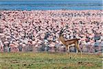 A grants gazelle walks past thousands of lesser flamingos feeding on algae along the shores of Lake Bogoria which is one of a series of alkaline lakes in Kenyas Rift Valley system.