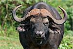 Un buffle du Cap dans le Parc National d'Aberdare.