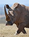 A male white rhino with fine horns looks towards a grassland pipit as it strides across an open plain.