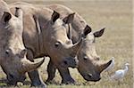 Bovins aigrettes suivent souvent à proximité de rhinocéros blancs et autres animaux sauvages car elles broutent la végétation des plaines ouvertes.