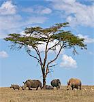 Towards mid-day, white rhinos gather around the shade of an acacia tree to slumber.