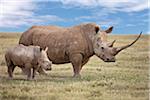 A fine White rhino mother and calf in Solio Game Ranch.