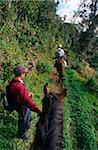 Pérou, région d'Amazonas, Province de Chachapoyas, nr Leymebamba. Poneys aident à soulager la manière à travers un brin de forêt de nuages au milieu de laquelle se tenir la dispersion reste de Chachapoyan, ou « Peuple des nuages », les établissements.