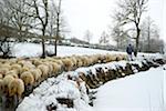 A shepherd looking for graze through the snow. Montalegre region, Tras os Montes, Portugal