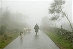 In a foggy morning, a shepherd with sheep in Castro Laboreiro. Peneda Geres National Park, Portugal