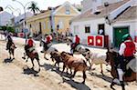 Traditionelle Ausführung der wilden Stiere in Alcochete, Portugal