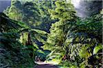 Two men walking along the exotic forest of Caldeira Velha, near Ribeira Grande. Sao Miguel, Azores islands, Portugal