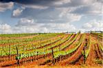 Weinberge in der Weinbau-Ebenen des Alentejo, Portugal