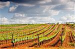 Vineyards in the wine growing plains of Alentejo, Portugal