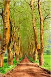 Arbres bordant une route rurale près de Povoacao. Sao Miguel, Açores, Portugal