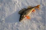 Russia, Siberia, Baikal; A fish caught from the freezing waters of lake baikal