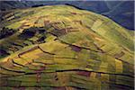 Rwanda. In the land of a thousand hills population density is at its highest in africa. Terracing is used to maximise the area that can be farmed.