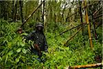 Virunga au Rwanda. Un guide conduit les touristes à travers les forêts anciennes.