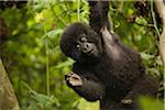 Virunga, Rwanda. A playful baby gorilla swings in the forest.