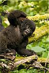 Virunga au Rwanda. Un gorille de bébé ludique se bat avec ses frères et sœurs.