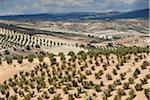 Champs de l'arborescence d'olive près de Jaen. Andalucia, Espagne