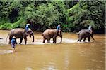 Thailand, Chiang Mai, Chiang Dao.  A line of elephants wades through the Ping River at the Chiang Dao Elephant Training Centre.