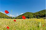 Flower meadow, Beydaglan, Bey Daglari Mountains, Turquoise Coast, Turkey
