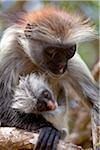 Zanzibar, Jozani National Park. Rare red colobus monkeys in the trees of the Jozani National Park.