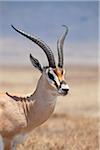 Tanzania, Ngorongoro. A mature male Grant's Gazelle.