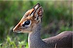 Tansania, Serengeti. Porträts der scheuen Dik-Dik.