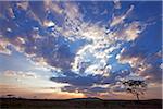 Tanzanie, Serengeti. Un magnifique coucher de soleil sur les plaines du Serengeti, près de Seronera.