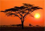 Silhouette d'un Acacia avec le coucher de soleil en arrière-plan sur le Serengeti en Tanzanie