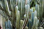 Kaktus, close-up