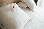 White hibiscus flower head on pillow