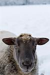 Sheep looking at camera, close-up