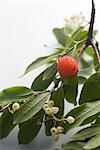 Litchi sur branche