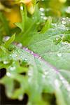 Droplets of leaf, close-up