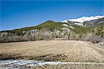 Field with snow-capped mountain in background