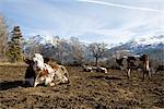 Cattle in field