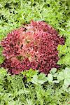 Red lettuce and carrot greens growing in field