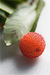 Arbutus berry