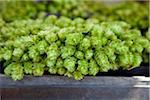 Gros plan du houblon Couronne, Viktualienmarkt, Munich, Allemagne