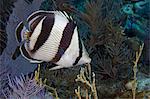 Butterflyfish on coral reef